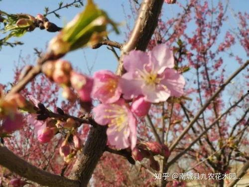 叫什么樱的网红,揭秘网红“樱”的璀璨魅力